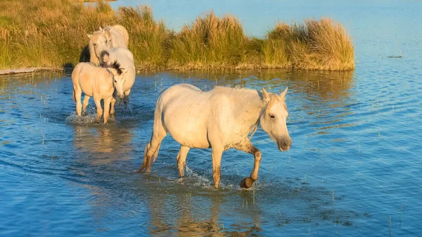 Cavalos Correndo Água Belos Cavalos Selvagens Camargue — Fotografia de Stock