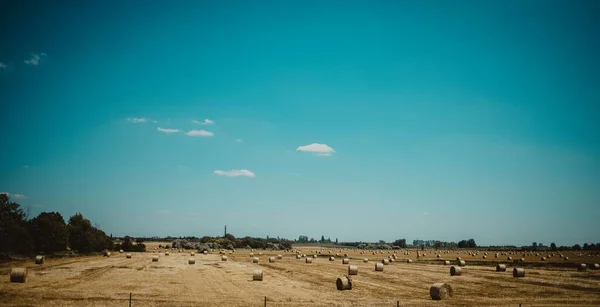 Gran Campo Agrícola Con Pelos Recogidos Alrededor Bajo Cielo Azul — Foto de Stock