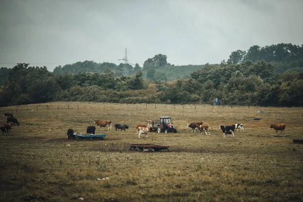 Стадо Скота Пасущегося Поле Тракторе — стоковое фото