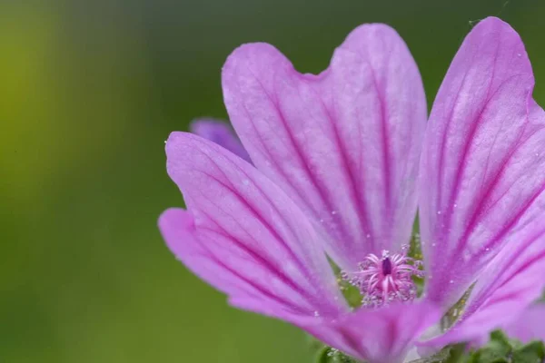 Макроснимок Цветка Malva Sylvestris Розовыми Лепестками Зеленом Фоне — стоковое фото