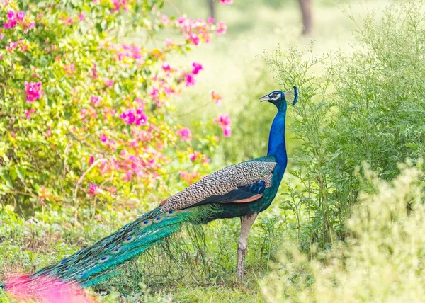 Ein Schöner Blauer Exotischer Pfau Einem Park Mit Blumen — Stockfoto