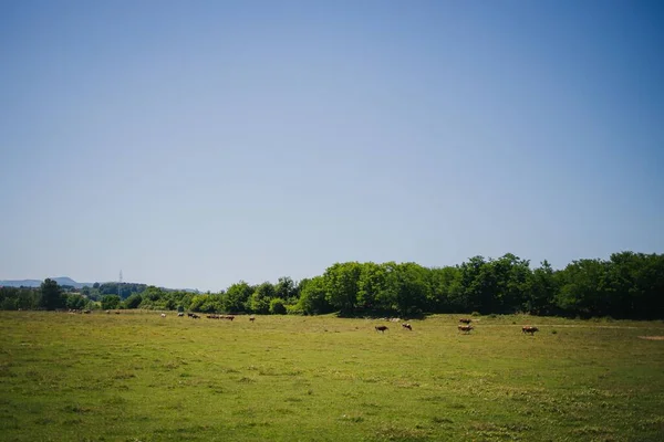 Schöne Natur Und Viehweiden Der Natur — Stockfoto