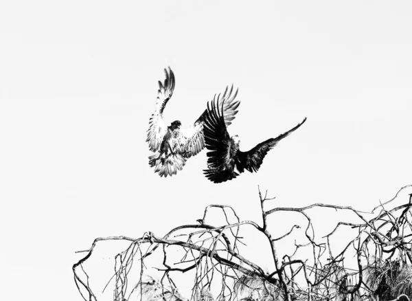 Tiro Chave Alta Pássaros Falcões Mar Lutando Enquanto Asas Abrem — Fotografia de Stock