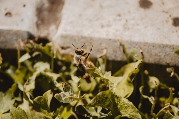 Closeup Shot Western Honey Bee Bush Apis Mellifera — Stock Photo, Image