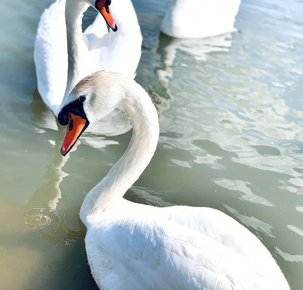 Primo Piano Bellissimi Cigni Bianchi Muti Che Nuotano Nel Lago — Foto Stock