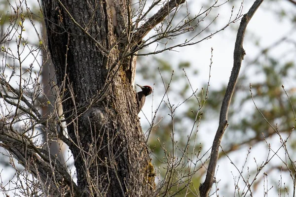 Ένας Όμορφος Μαύρος Τρυποκάρυδος Ένα Δέντρο Στο Φυσικό Του Περιβάλλον — Φωτογραφία Αρχείου