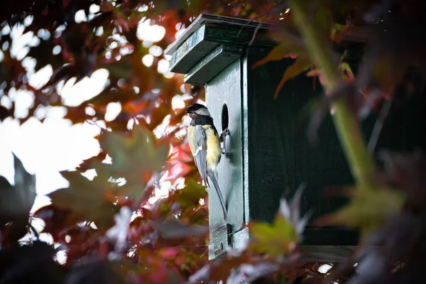 Picture You Can See Beautiful Tit Hanging Bird House Looking — Fotografia de Stock