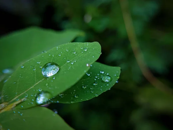 Крупный План Капель Воды Зеленых Листьях — стоковое фото