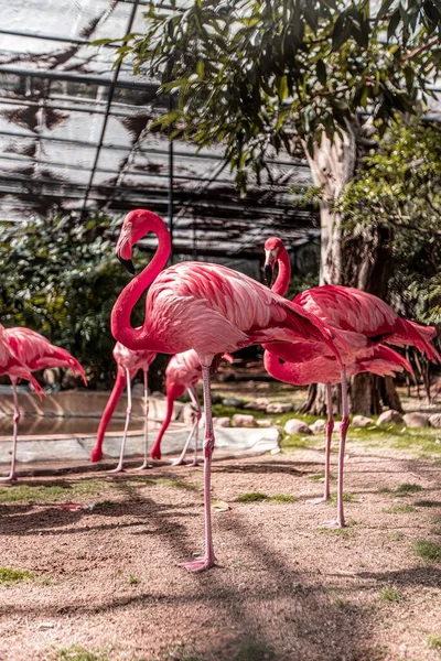 香港公共动物园内粉红火烈鸟栖息地的特写 — 图库照片