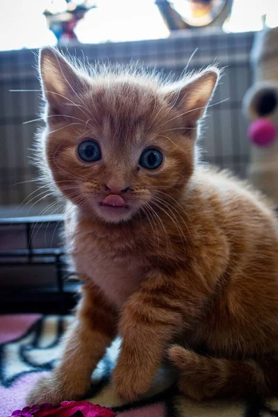Een Verticale Close Van Een Schattige Gember Kitten Likken Zijn — Stockfoto