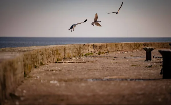 Flock Måsar Som Flyger Iväg Från Strand Östersjön — Stockfoto