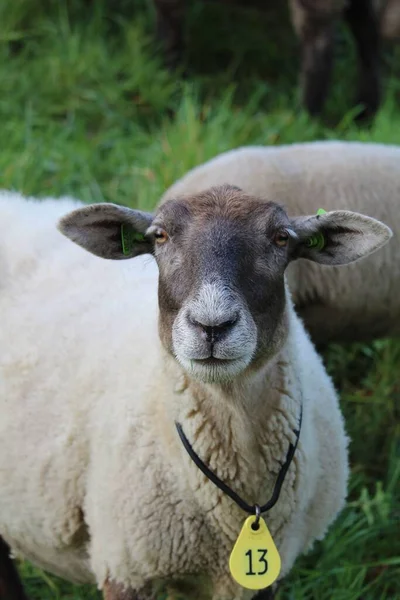 Tiro Vertical Uma Ovelha Suffolk Com Puxão Plástico Seu Pescoço — Fotografia de Stock