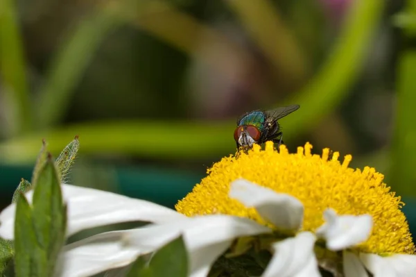 Papatya Çiçeğinin Üzerindeki Yeşil Meyve Sineğinin Yakın Çekimi — Stok fotoğraf