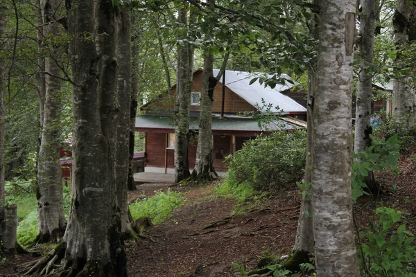 Une Petite Cabane Bois Dans Une Forêt Sombre — Photo