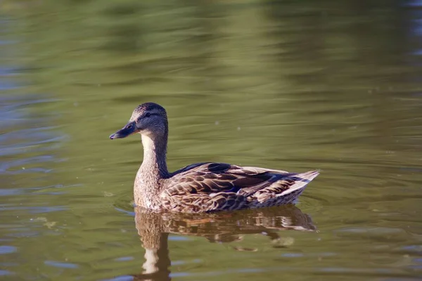 Gros Plan Canard Colvert Nageant Dans Lac Soleil — Photo