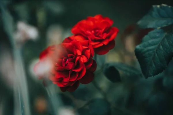Крупный План Красных Роз Цветущих Саду — стоковое фото