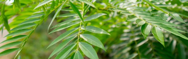 Bomen Groene Bladeren Het Tropisch Regenwoud Sri Lanka — Stockfoto