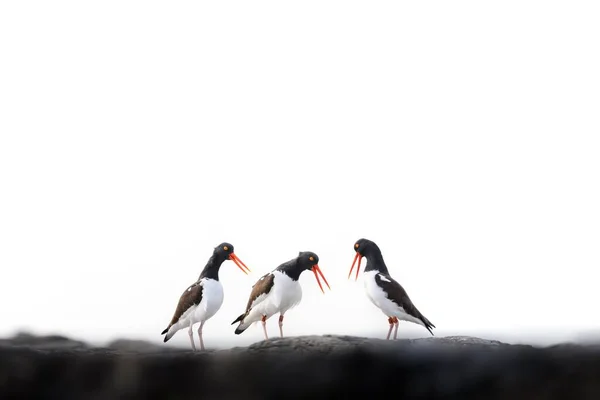 Close Grupo Caçadores Ostras Eurasianos Interagindo Uns Com Outros Molhe — Fotografia de Stock