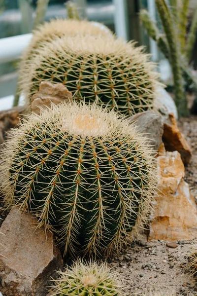 Vertikal Skott Fat Kaktusar — Stockfoto