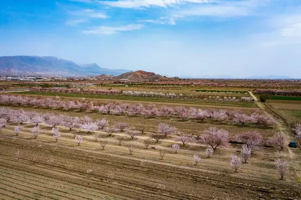 Gyönyörű Kilátás Nyílik Ararat Hegység Völgyében Barackos Kertek — Stock Fotó