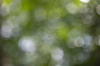 Lensler, bulanık bokeh ışıkları web tasarımı, arkaplan, kompozisyonlar ve örtüler için yeşile bokeh ışıkları