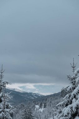 Dağlardaki karla kaplı ormanın dikey görüntüsü bulutlu gökyüzünün altında