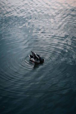 Suda yüzen bir yaban ördeğinin yüksek açılı dikey görüntüsü