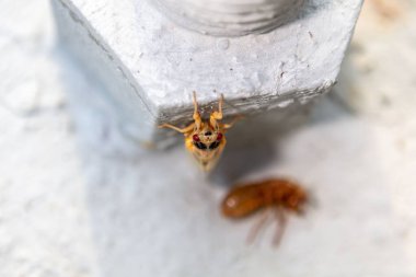 Arka planda kabuğu olan güzel bir ağustos böceğinin yakın çekimi.