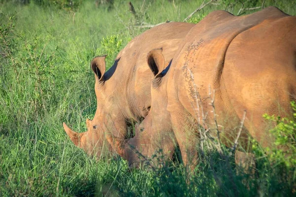 Uma Bela Dose Rinocerontes Selvagens Pastando Prado Verde Fresco Reserva — Fotografia de Stock