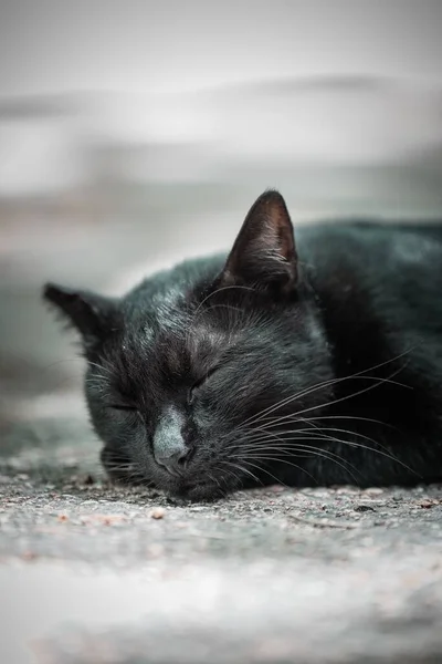 Крупный План Черной Кошки Спящей Видимыми Длинными Густыми Усами — стоковое фото