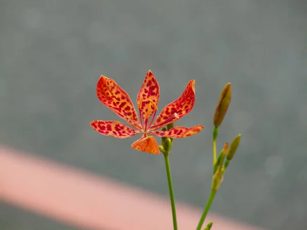 Una Pequeña Flor Rojo Naranja Borde Carretera Taipei Taiwán — Foto de Stock