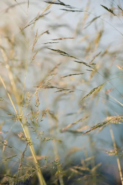 Primer Plano Hierba Trigo Balanceándose Viento — Foto de Stock