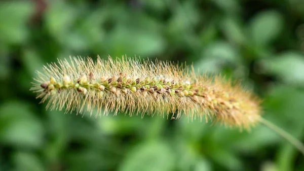 Arrière Plan Abstrait Herbe Est Hors Mise Point Seule Herbe — Photo