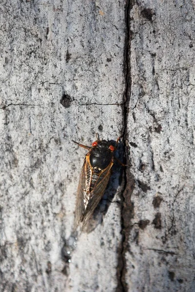 Tahta Bir Yüzey Üzerinde Güzel Bir Ağustos Böceğinin Dikey Makro — Stok fotoğraf