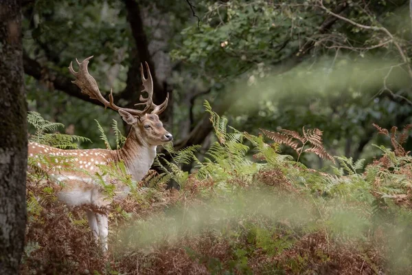 Veado Pousio Marrom Com Chifres Uma Floresta — Fotografia de Stock