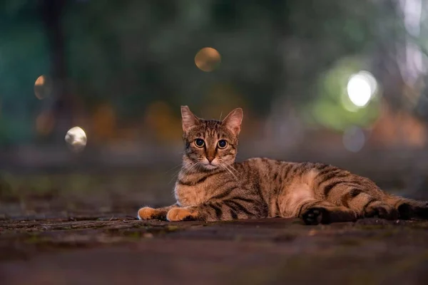 Detailní Záběr Roztomilé Kočky Ležící Ulici Bokeh Světla Pozadí — Stock fotografie