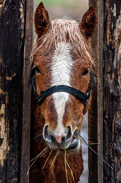 Vertikale Aufnahme Eines Braunen Pferdes Das Gras Frisst Mit Dem — Stockfoto