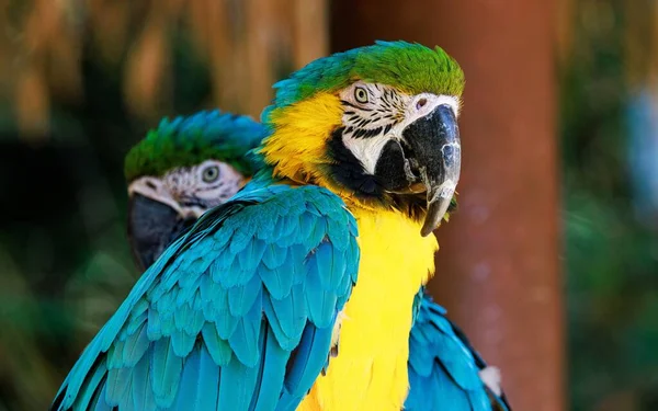 Close Shot Two Ara Parrots Blur — Stock Photo, Image