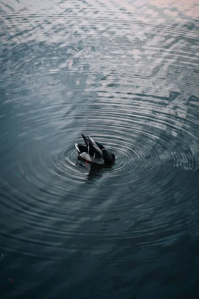 Der Vertikale Blick Einer Stockente Die Wasser Schwimmt — Stockfoto