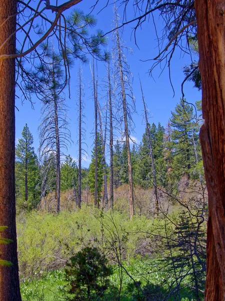 Вертикальный Снимок Леса Сухими Деревьями Вечнозелеными Нафоне Голубого Неба — стоковое фото