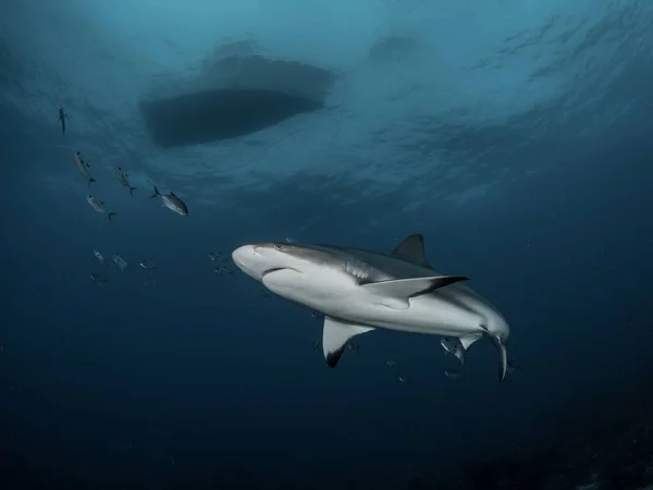 鲨鱼在清澈的水中游泳的特写镜头 — 图库照片