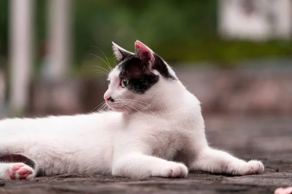 Eine Nahaufnahme Einer Niedlichen Weißen Katze Beim Entspannen — Stockfoto