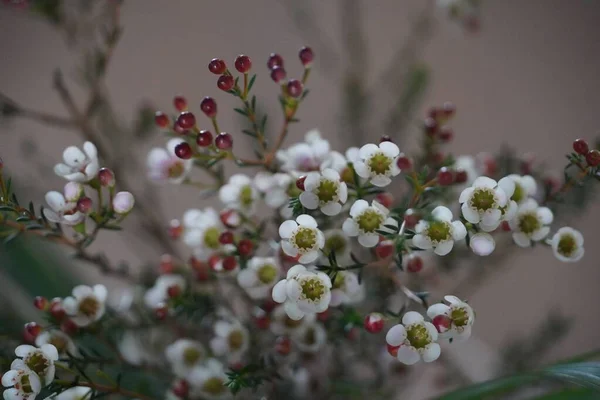 Geraldton Bahçede Çiçek Açtığı Yakın Plan Bir Fotoğraf — Stok fotoğraf