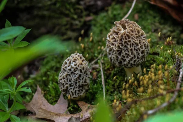 Morel Mushrooms Growing Forest — Stock Photo, Image