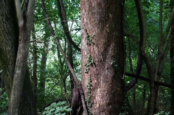 Der Blick Auf Äste Wald Einem Sonnigen Tag — Stockfoto
