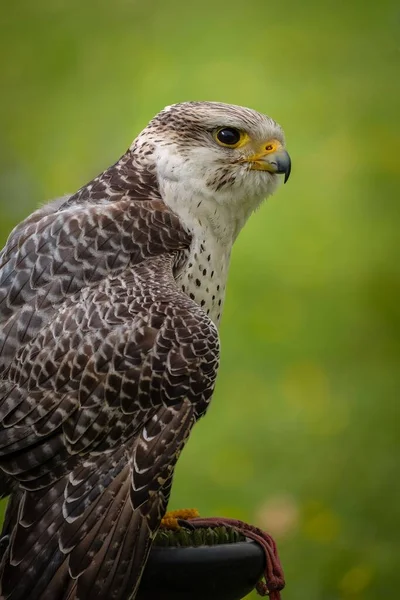 Eine Vertikale Nahaufnahme Eines Falken Falco Cherrug — Stockfoto