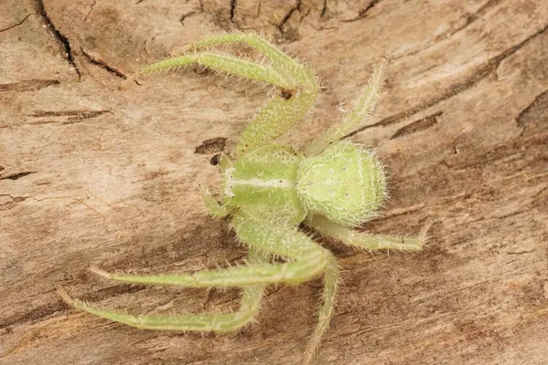 Closeup Detalhada Sobre Aranha Caranguejo Verde Peludo Mediterrâneo Heriaeus Hirtus — Fotografia de Stock