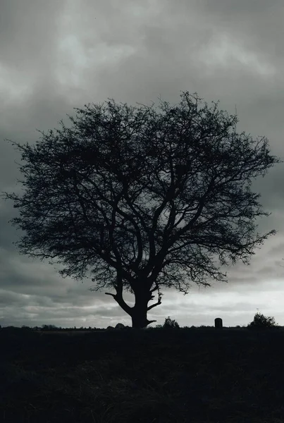 Вертикальний Знімок Окремого Дерева Полі Сірому Хмарному Фоні Неба Темний — стокове фото