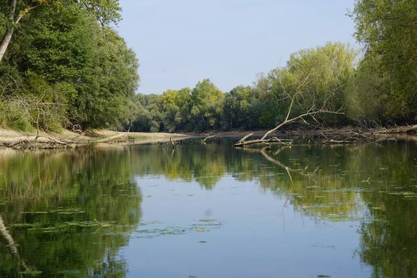 木々や空が水面に映る穏やかな川沿いの倒木の自然風景 — ストック写真