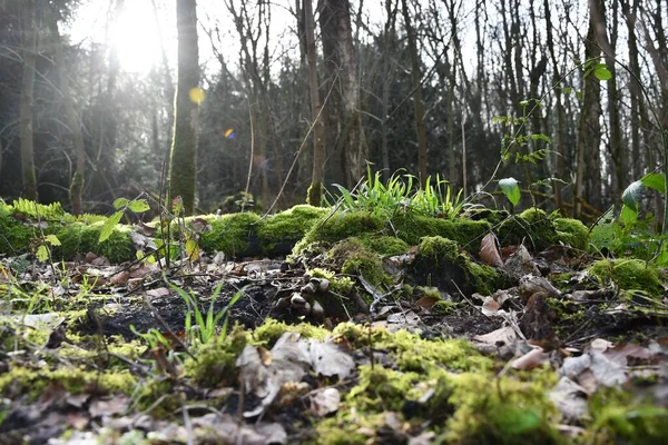 清晨阳光下的青草和苔藓落在森林里 — 图库照片